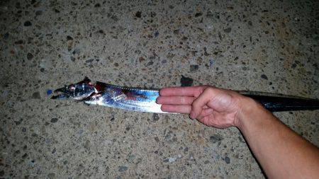 大阪南港　ウキ釣りでのタチウオ狙いは16打…